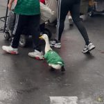Guska u dresu Meksika postala hit na društvenim mrežama